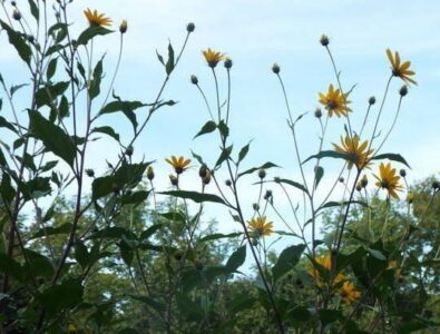 Eating Jerusalem Artichokes Image